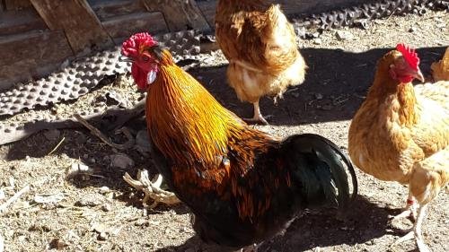 Фото Kuentnerhof