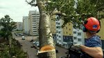 Spil dereviev (Novorossijskaya Street, 236литЕ), embellecimiento urbano