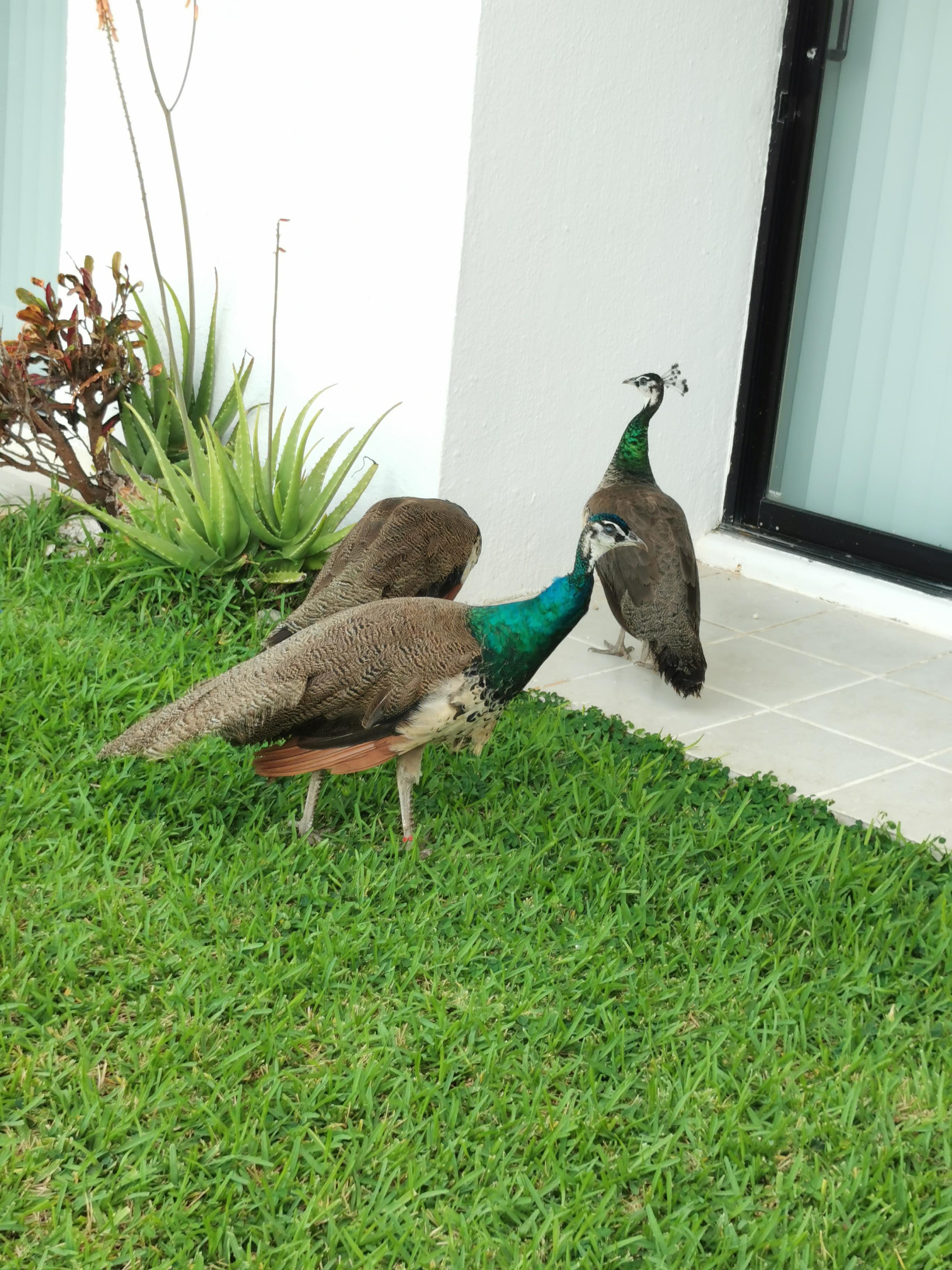 Фото Hotel Dos Playas Faranda Cancun