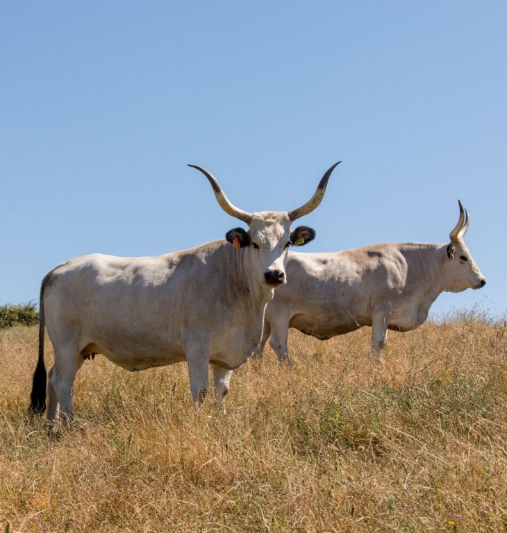 Фото Poggiovalle Tenuta Italiana