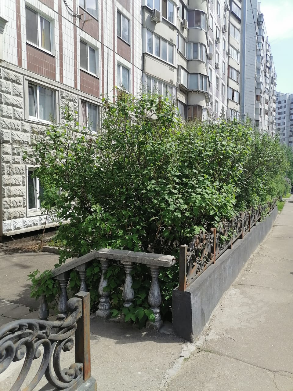 Фото Черёмушки