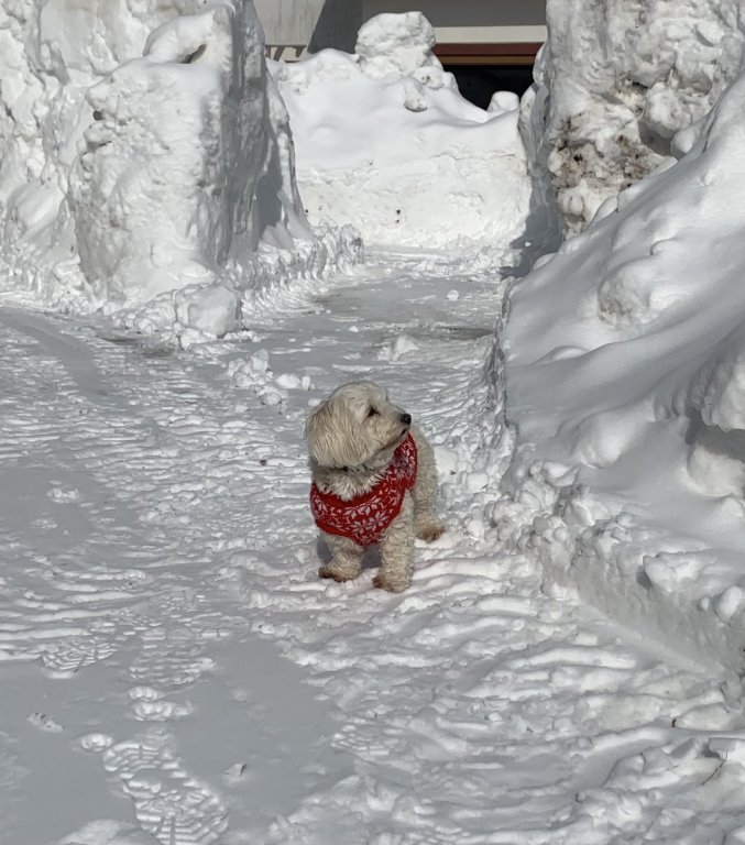 Фото Yakehashiri Cabin Village