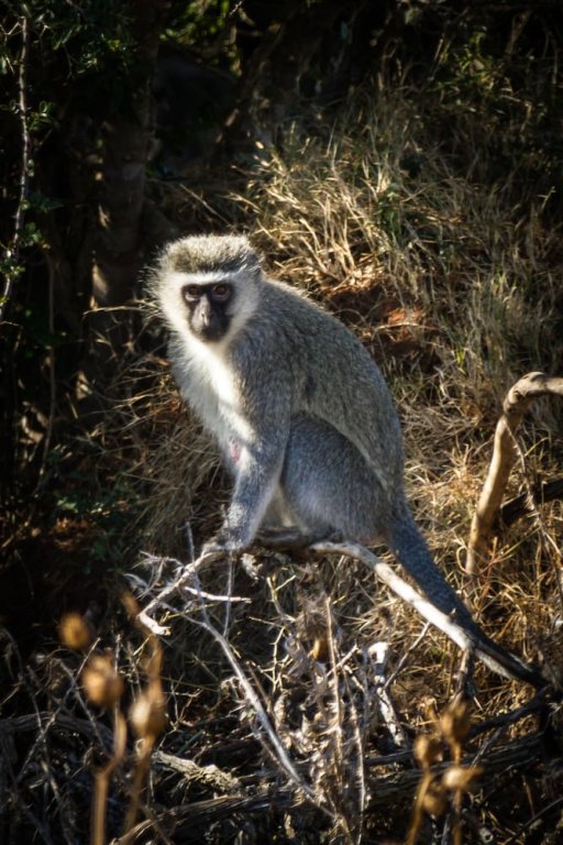 Фото Intle Game Lodge