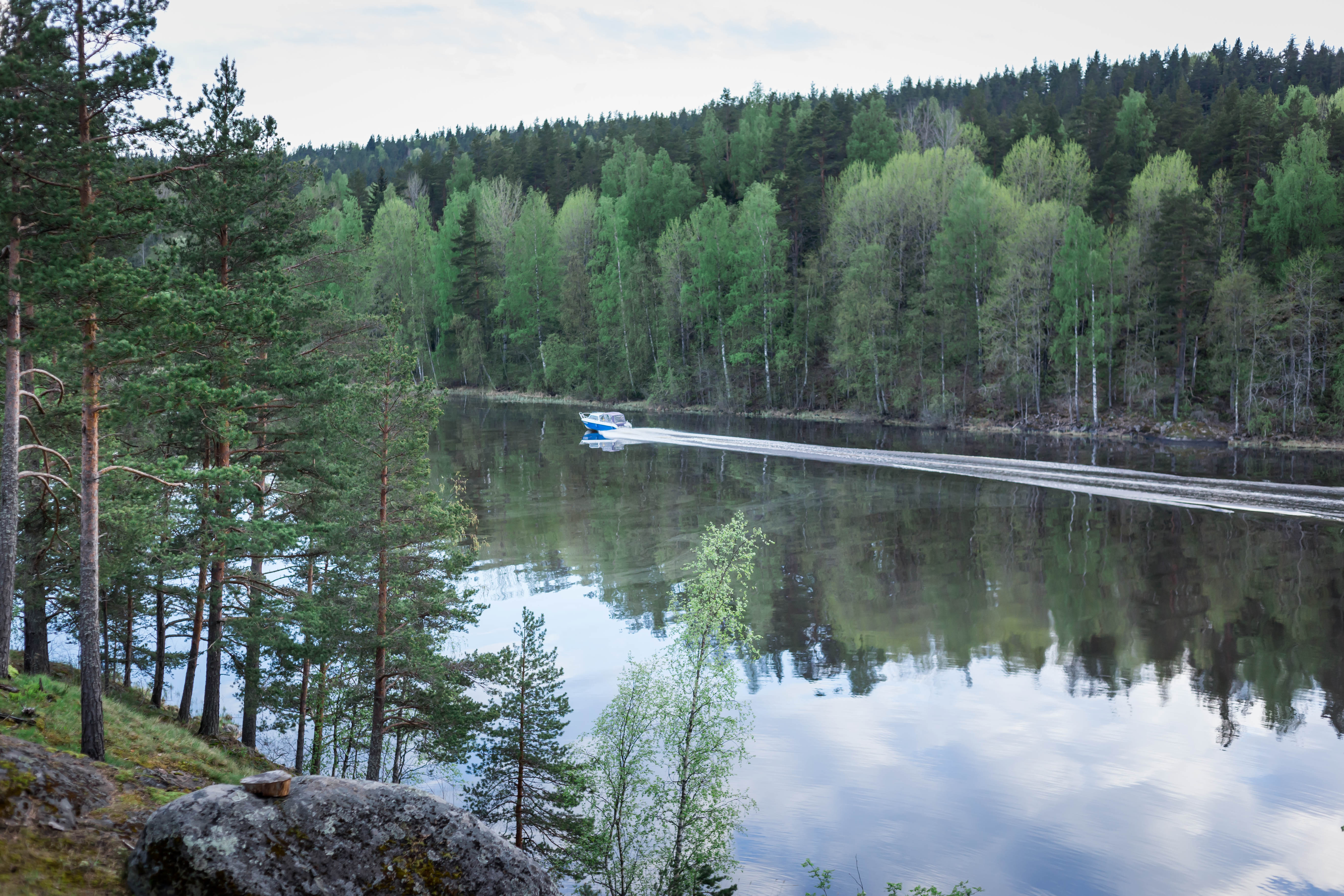 Фото Смородина