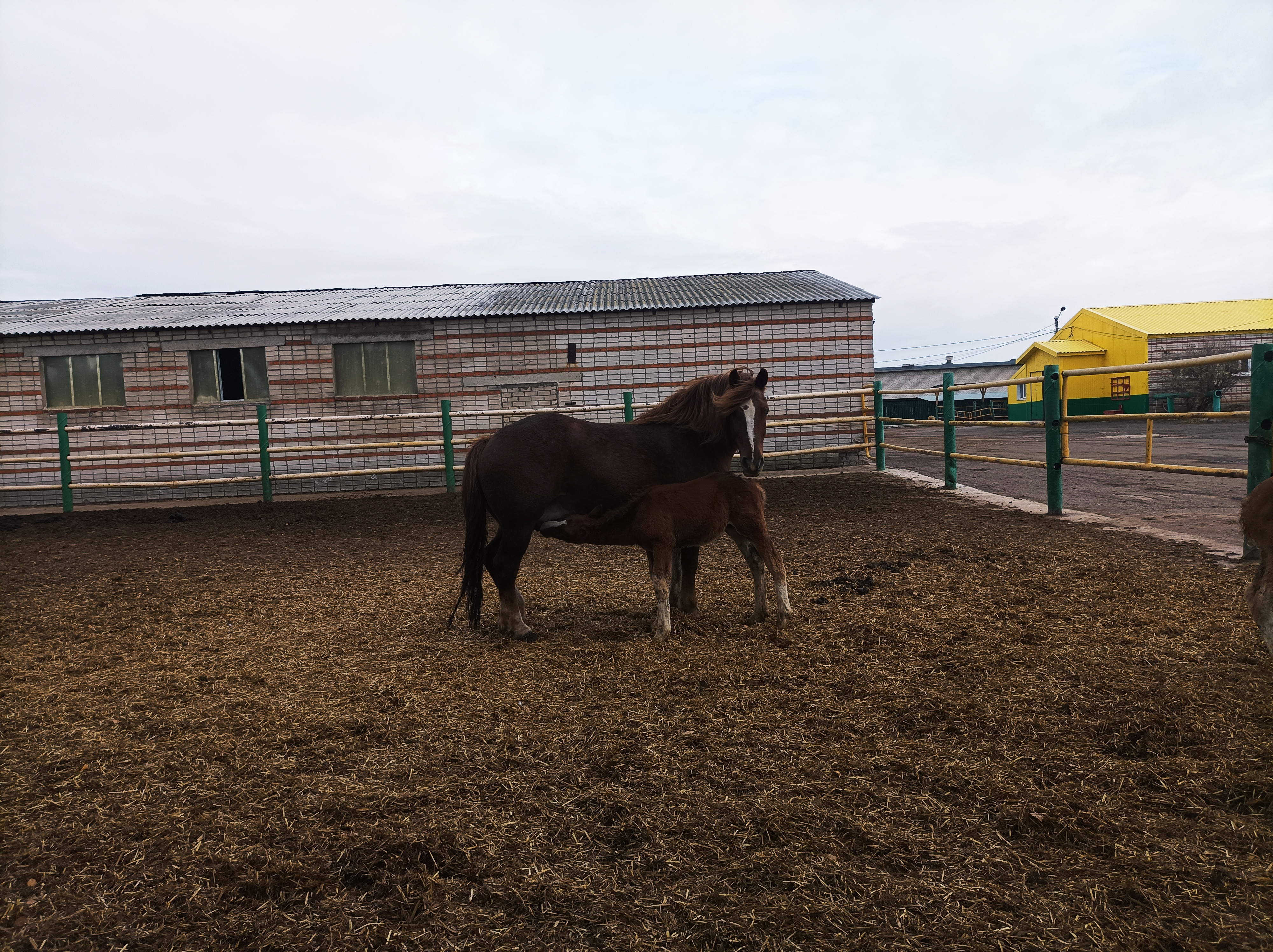 Фото Кумыска