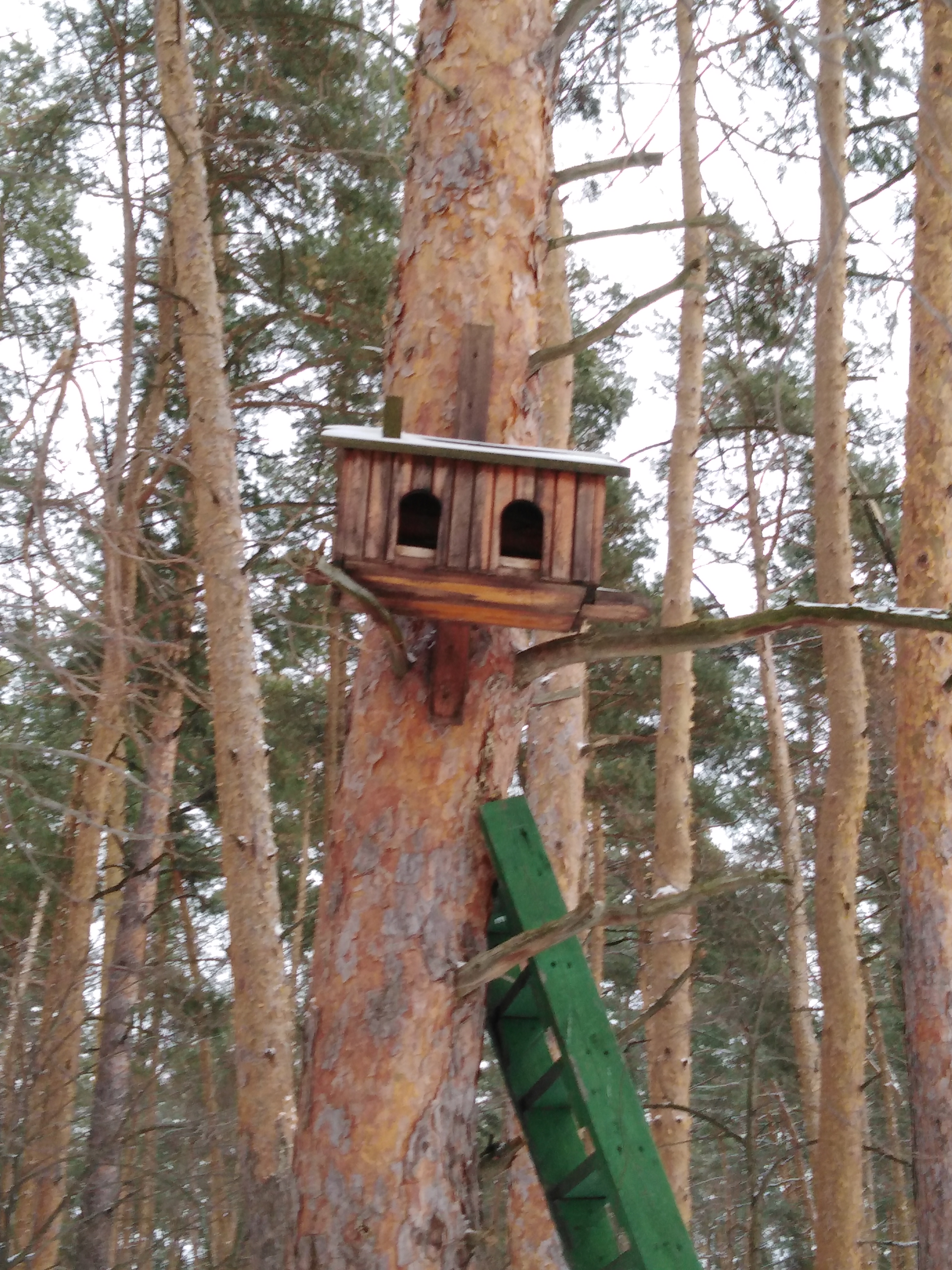Фото Лесная жемчужина