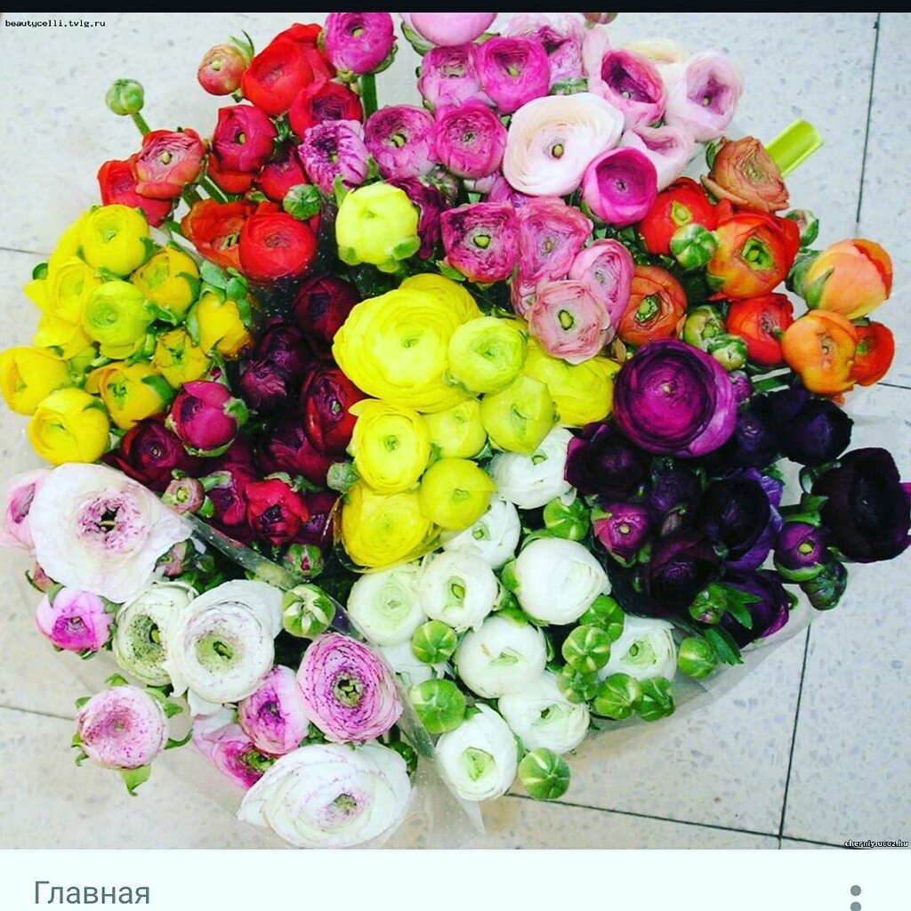 Магазин цветов ОазисПавлодар, Павлодар, фото
