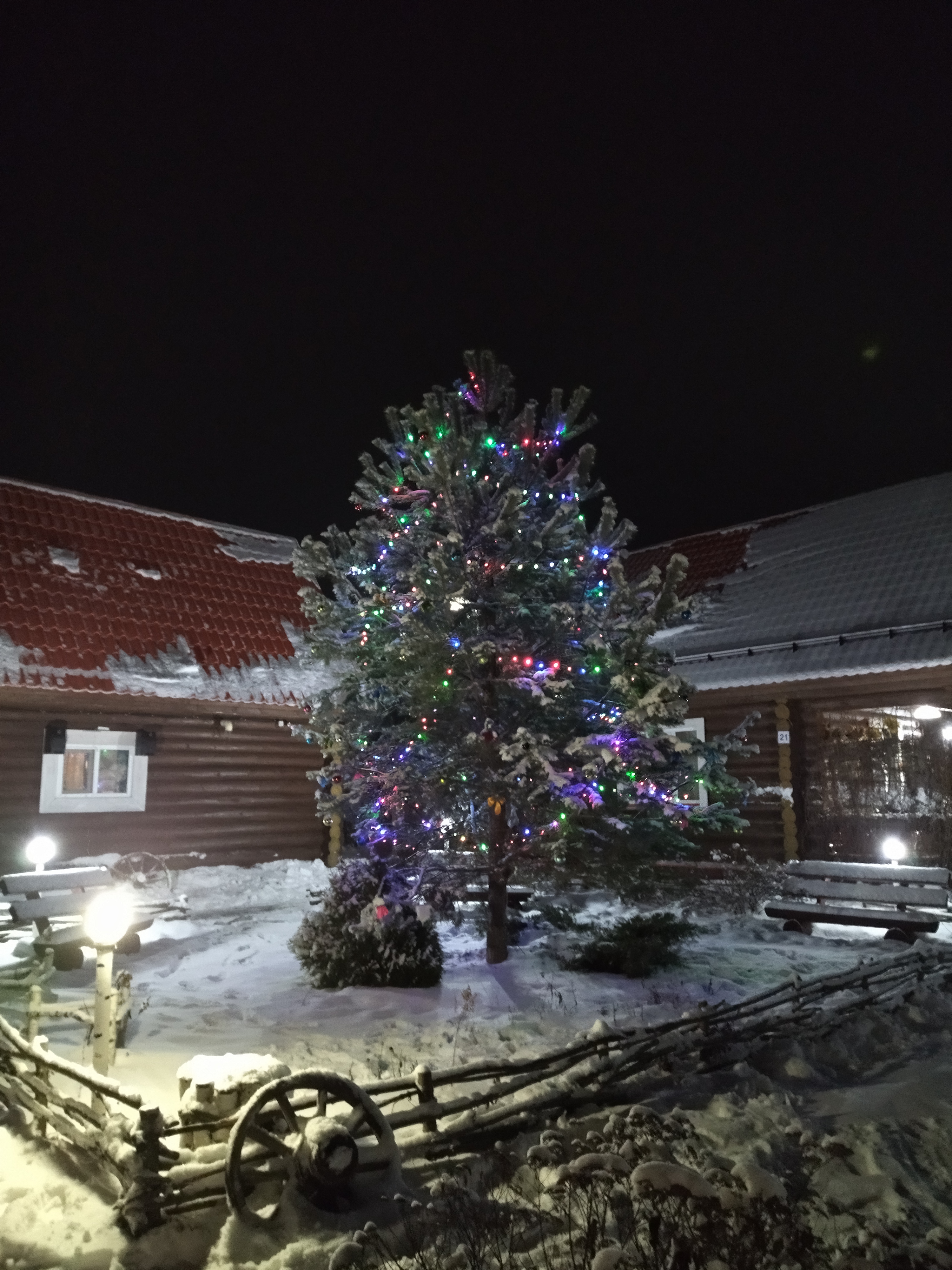 Фото Подсолнух