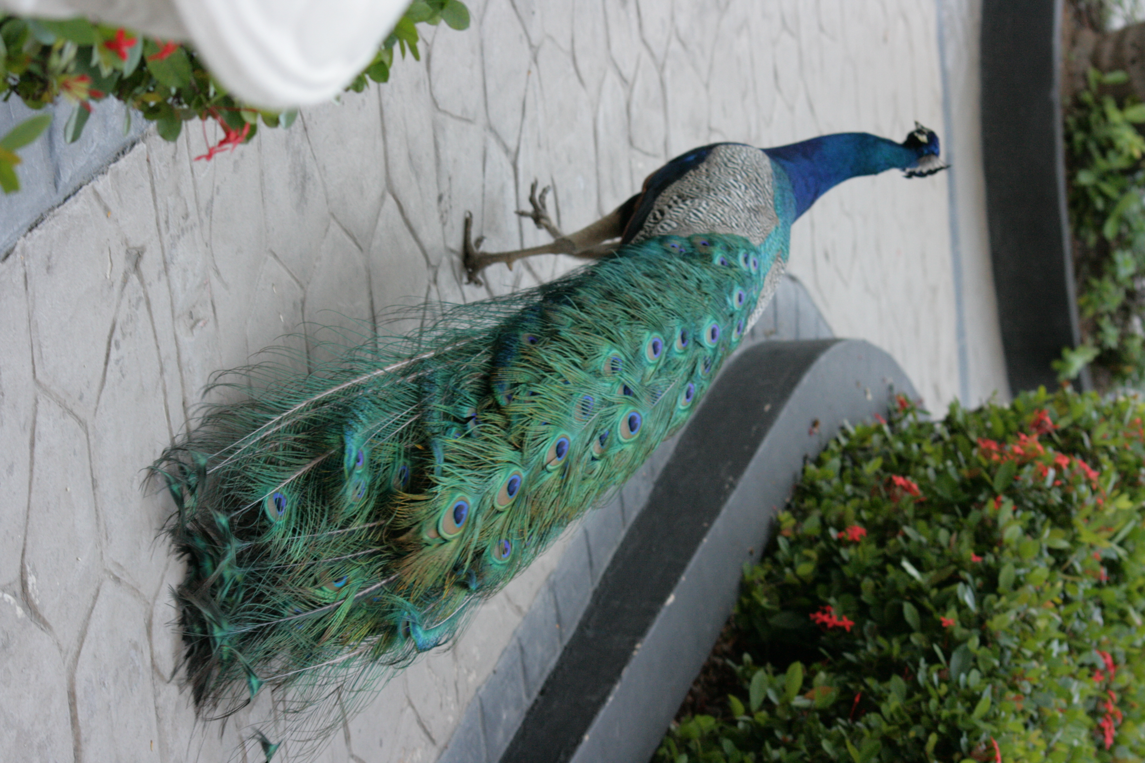 Фото Vista Sol Punta Cana