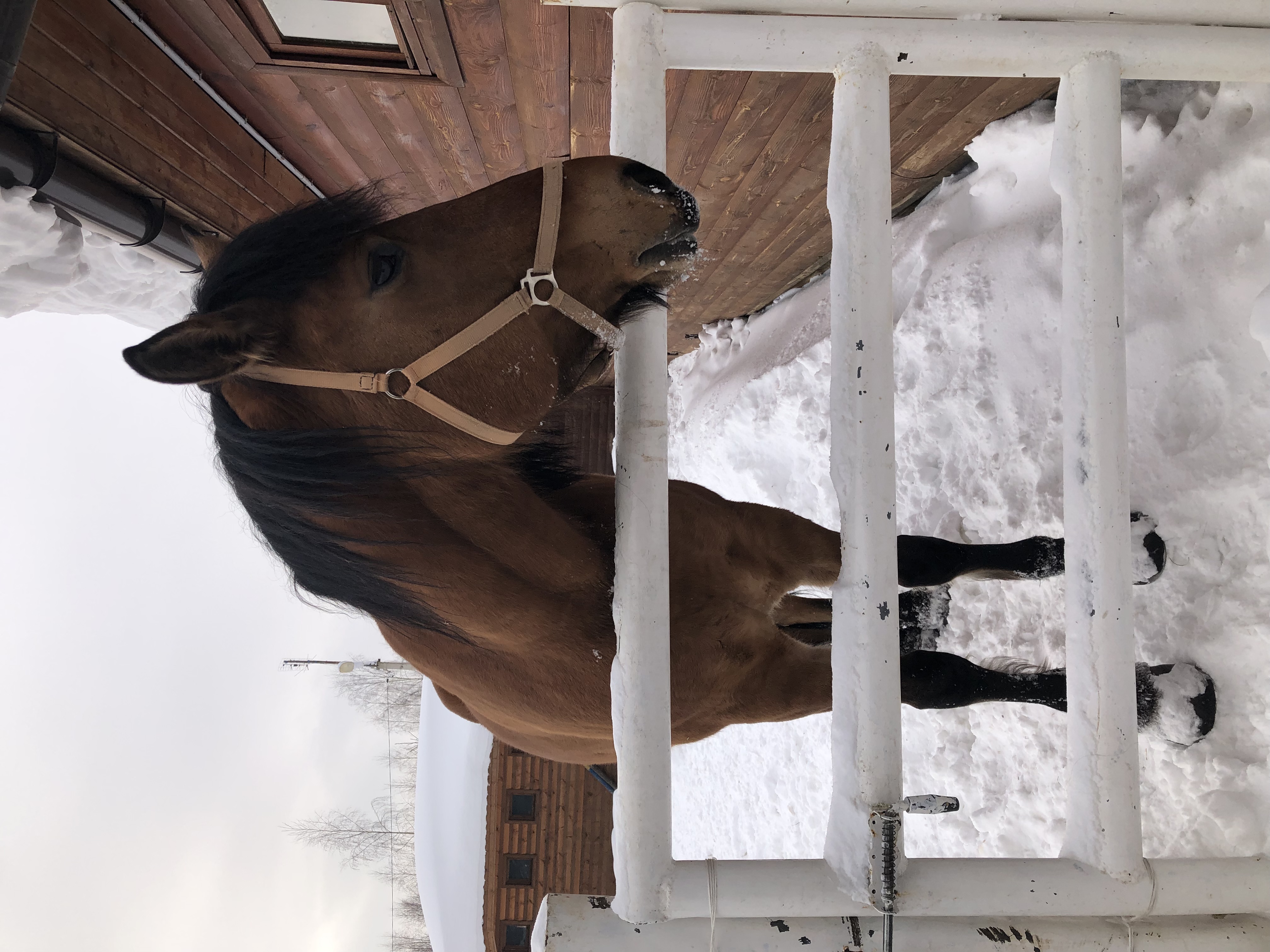 Фото Хомяковское подворье