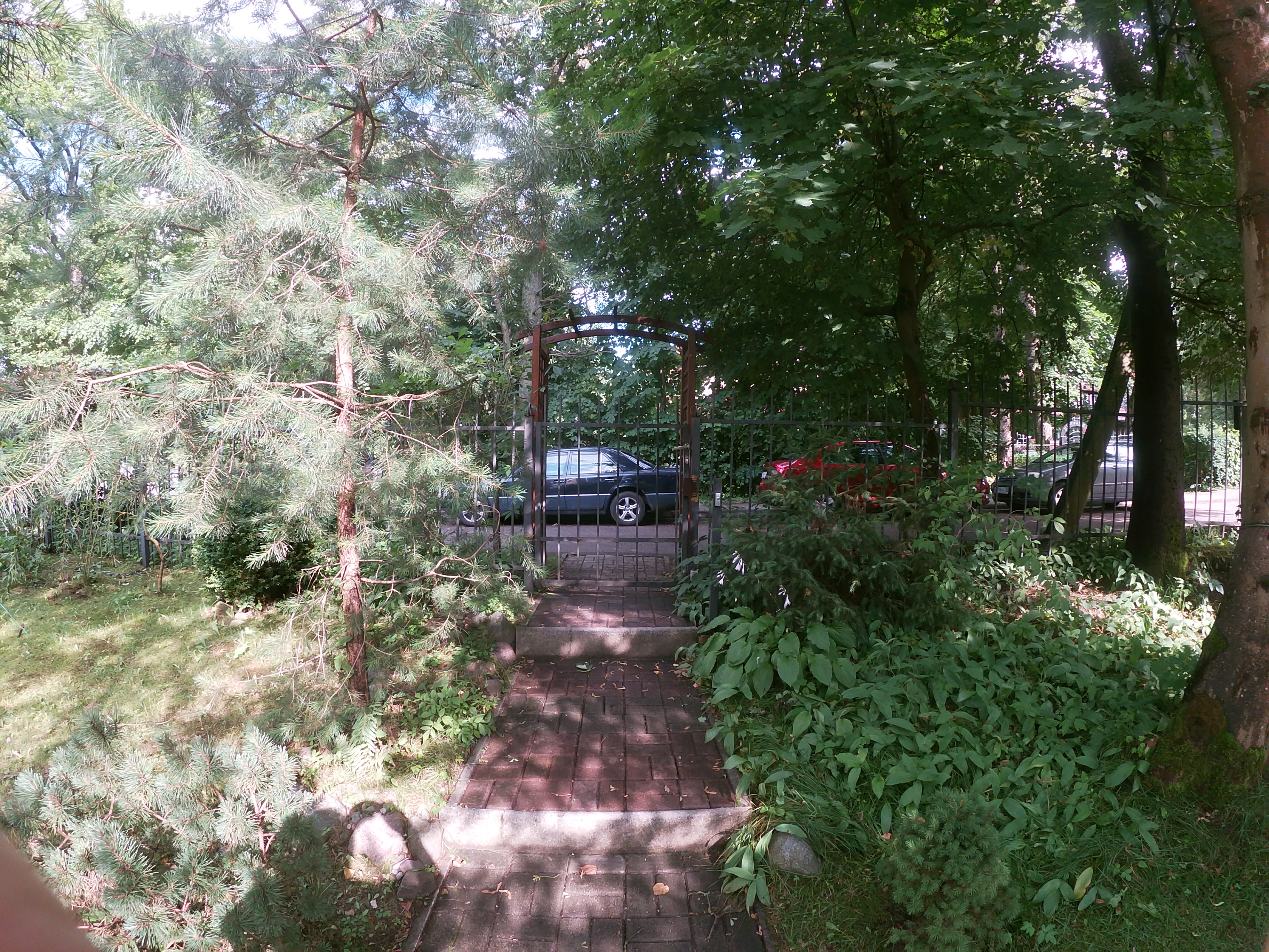 Фото Сосны