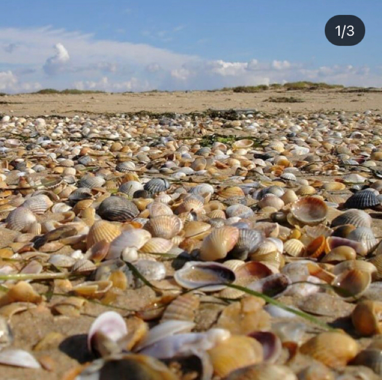 Фото Август на Пионерском