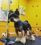 Pompon Chik (Pervomayskaya Street, 49), pet salon