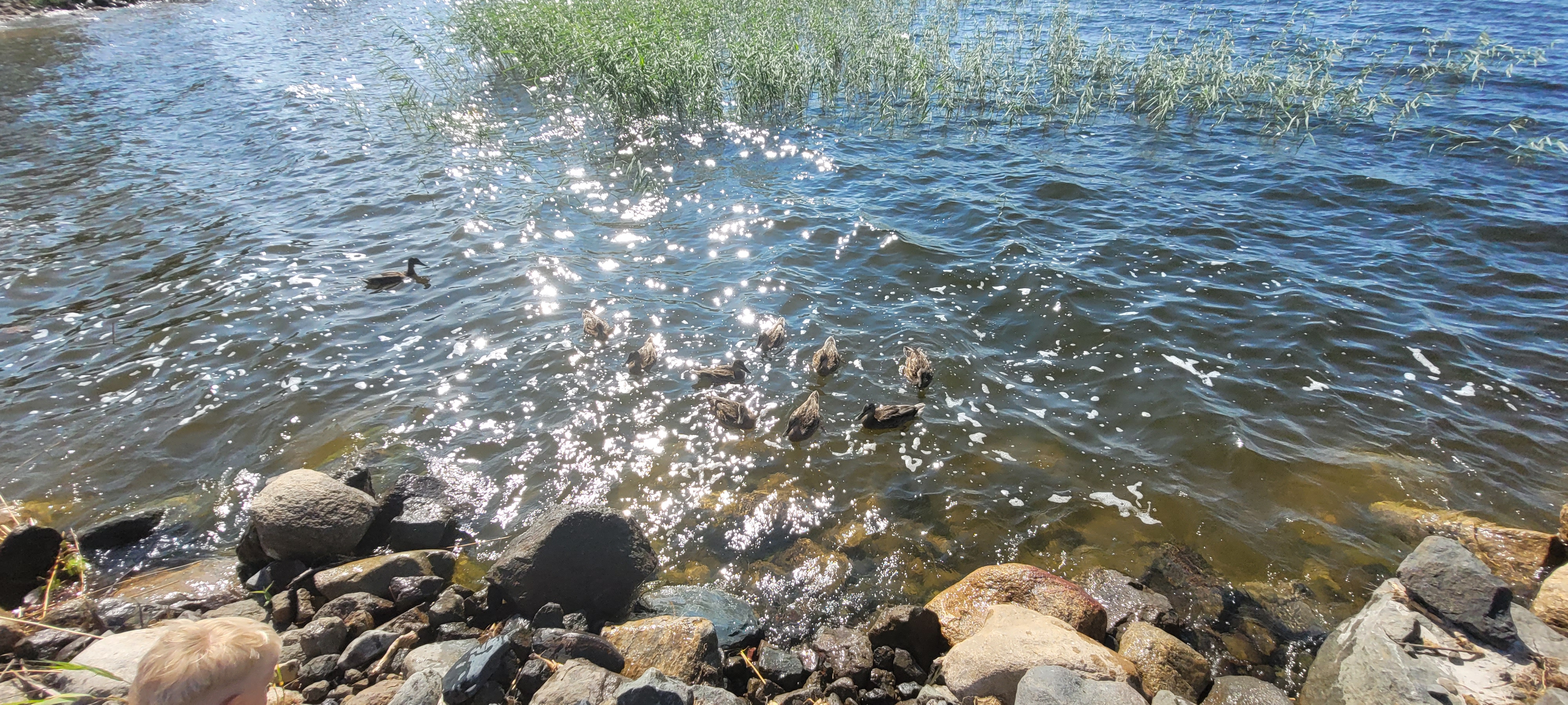 Фото Видноозеро