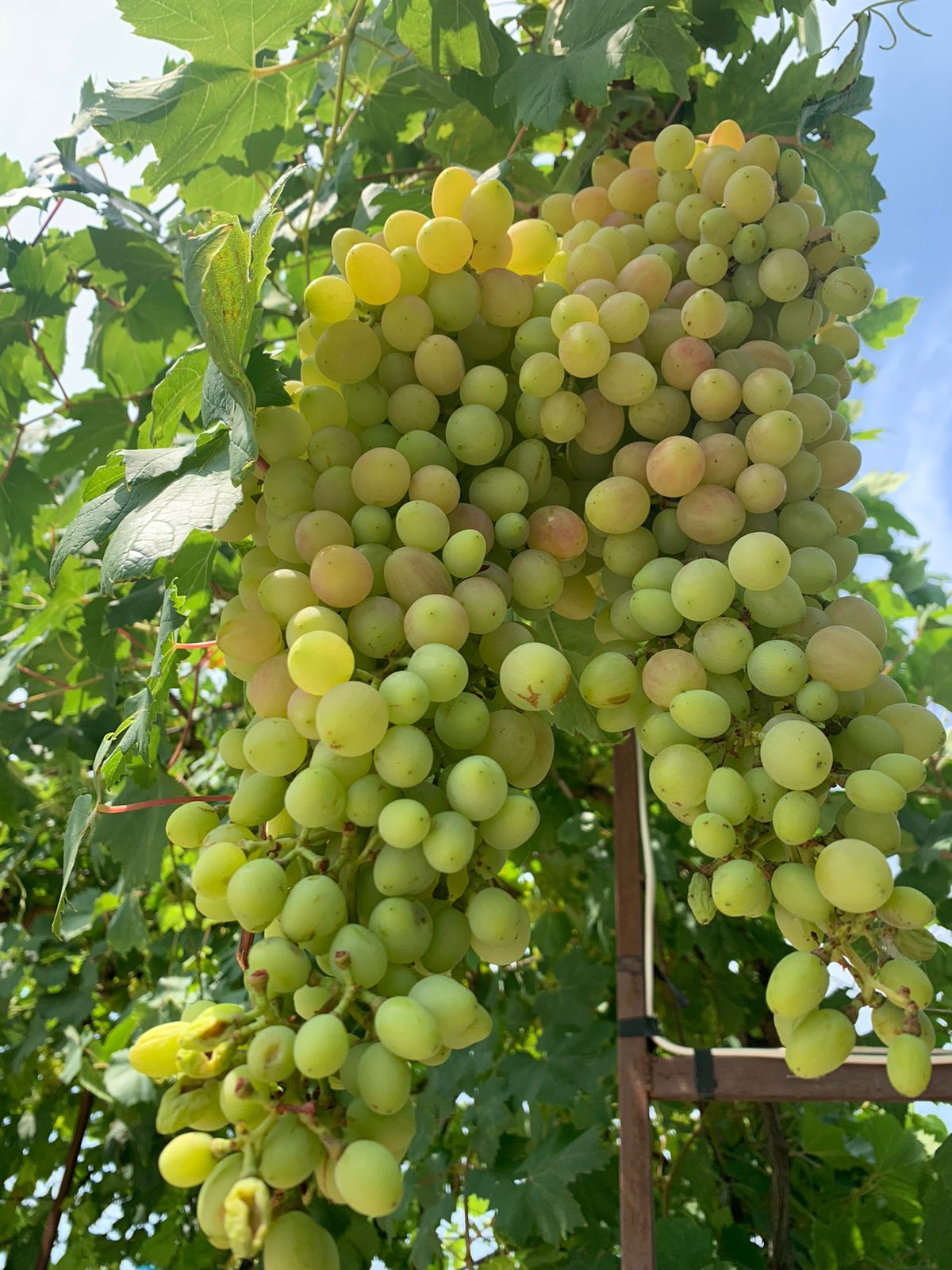 Фото Пенаты