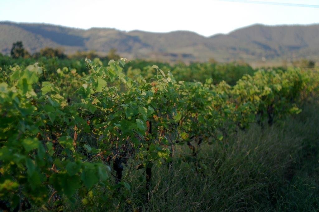 Фото Windarra Lodge
