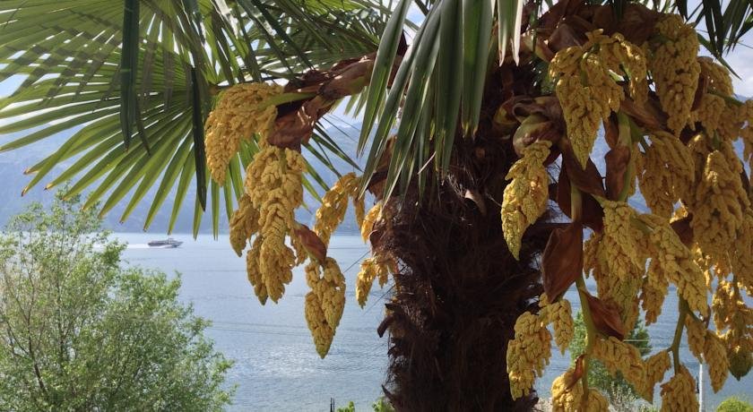 Фото Albergo Villa Edera