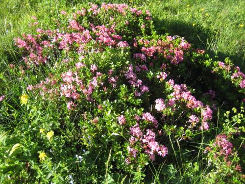 Фото Haus Bergzauber