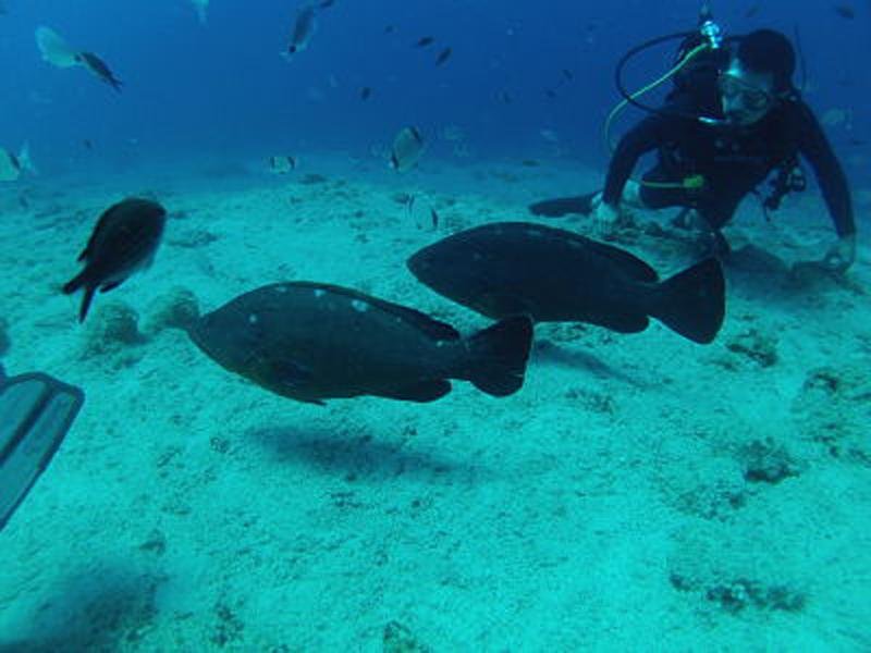 Фото Porto Maltese Boutique Estate