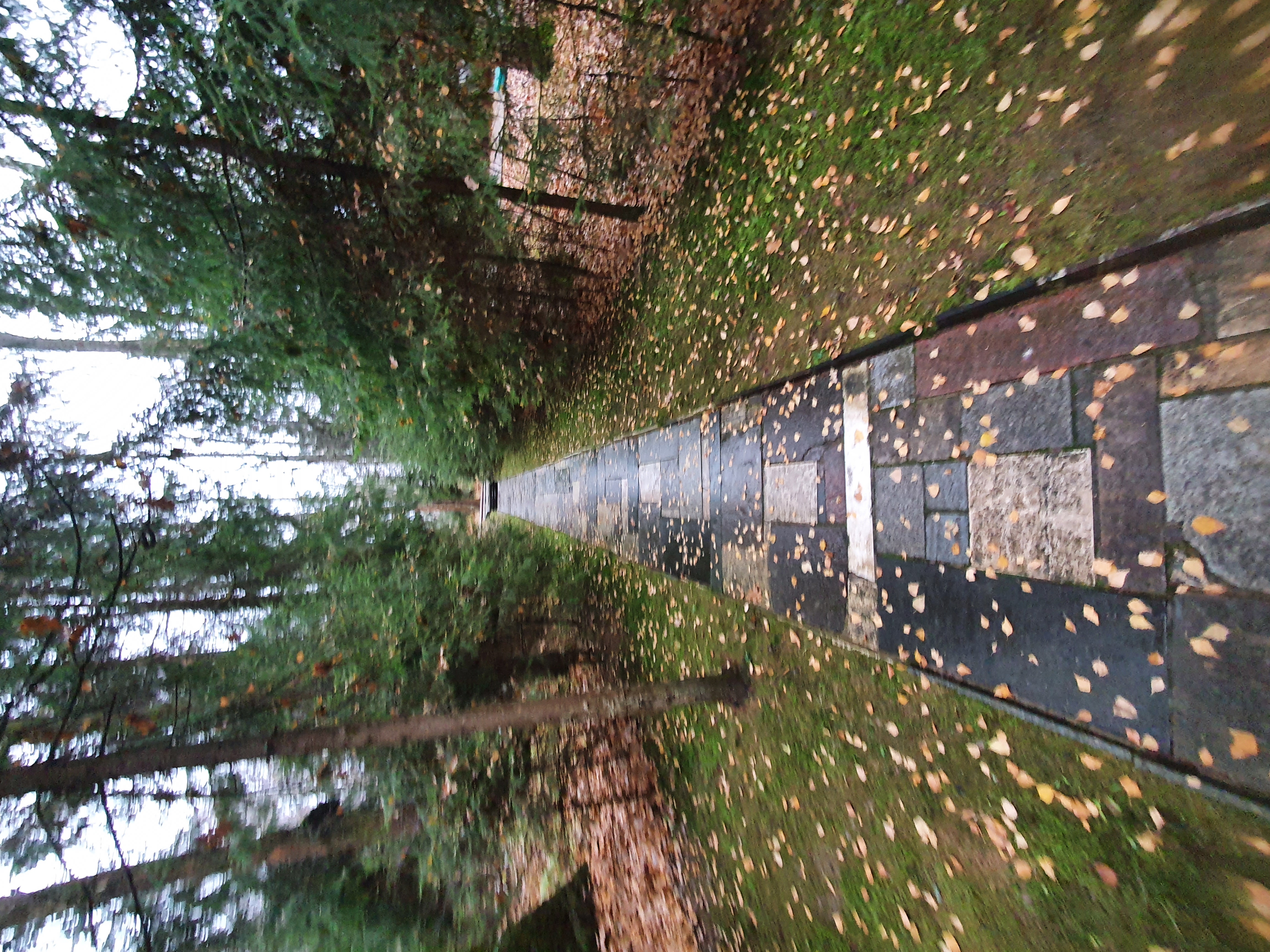 Фото Берёзовая роща