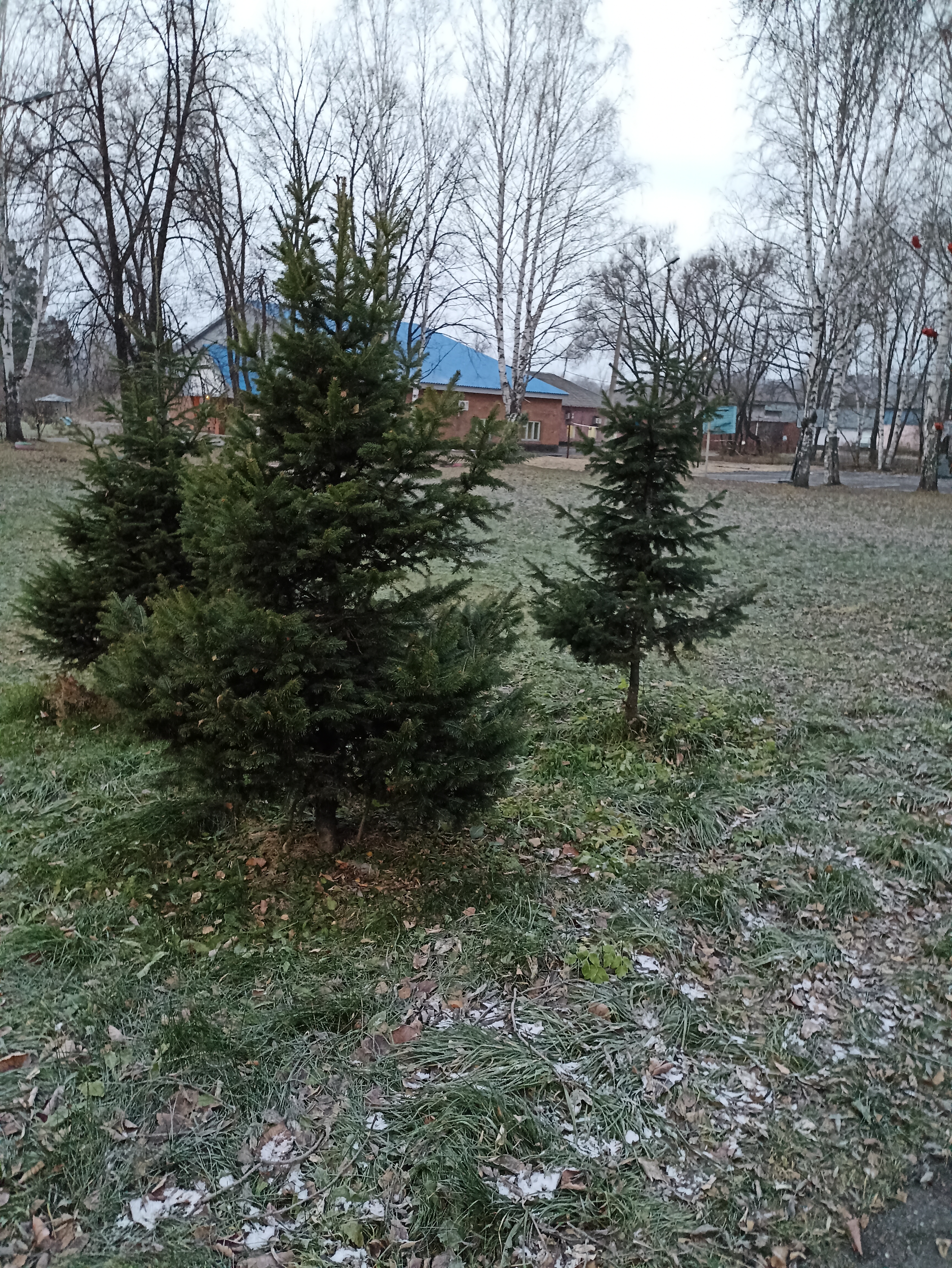 Фото Лесная сказка