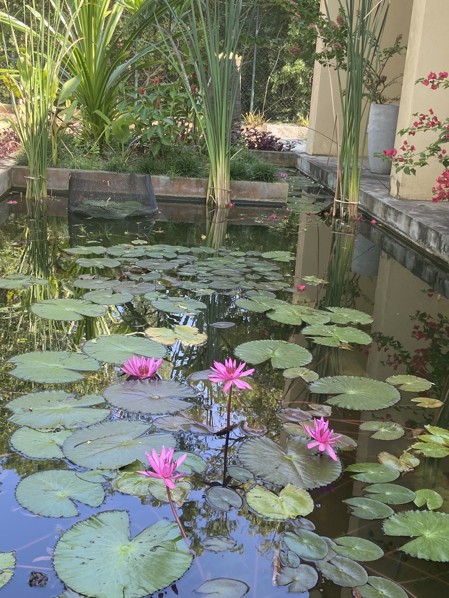 Фото Sooriya Resort & SPA