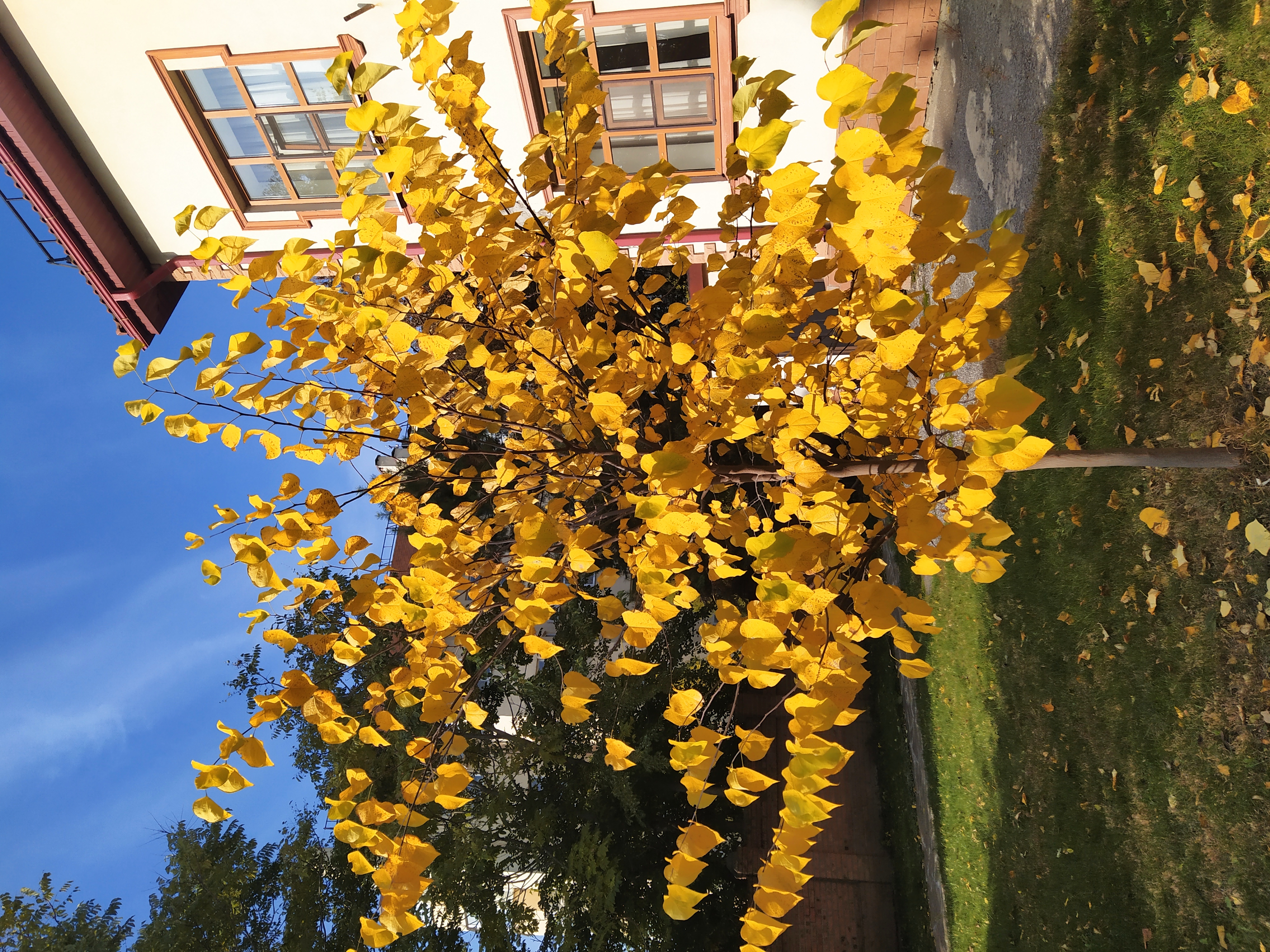 Фото Ассоль