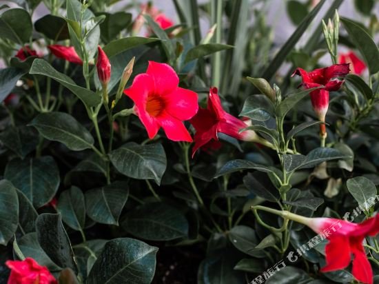 Фото The Rumi Hostel