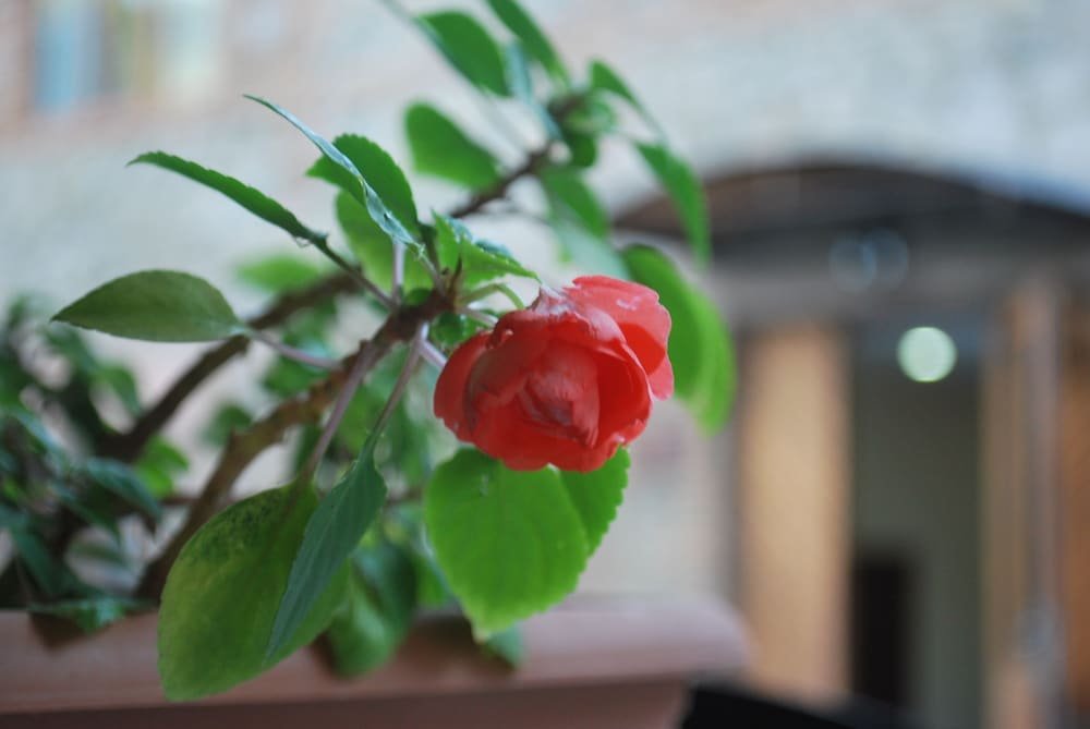 Фото Hotel Old Borjomi