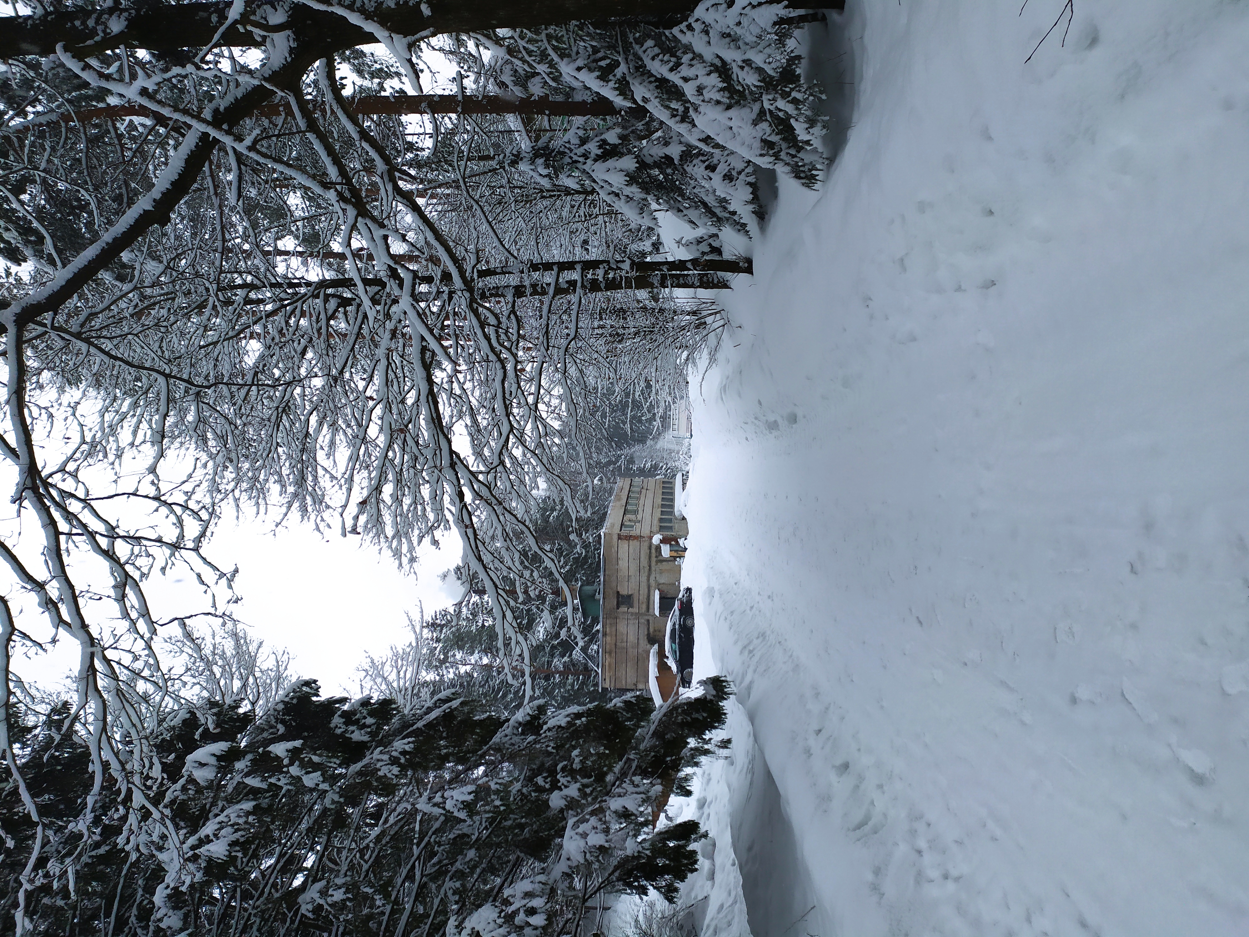 Фото Динамо