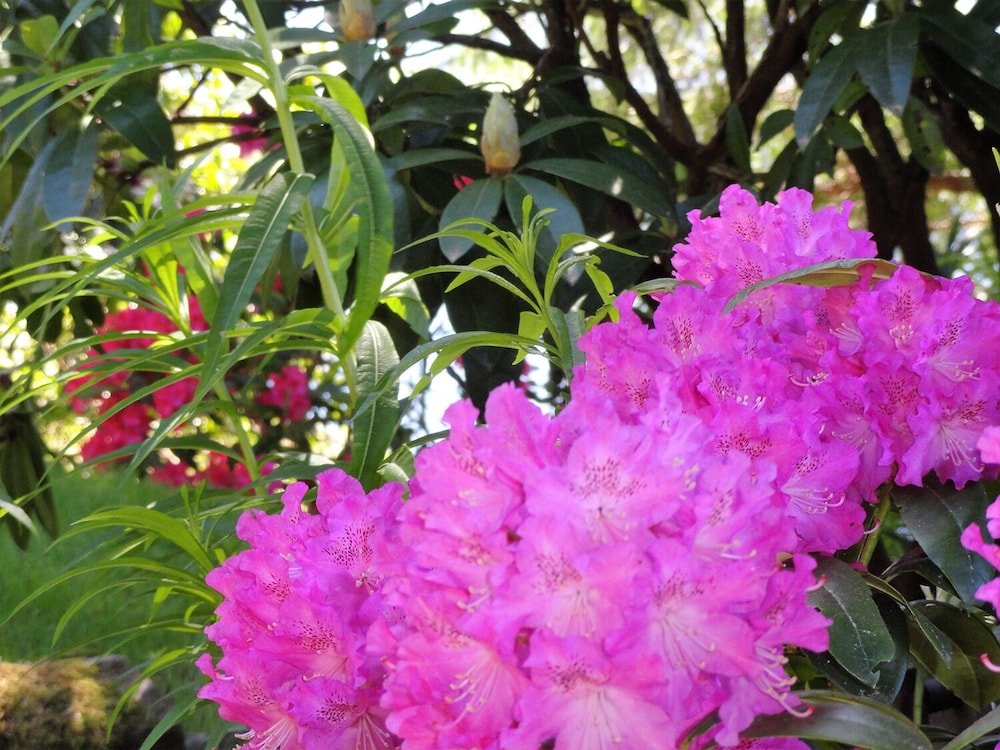 Фото Black Bear Inn