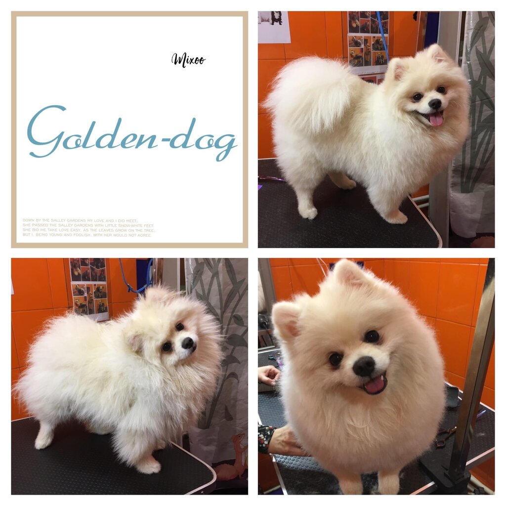Pet salon Золотой пёс, Kimry, photo