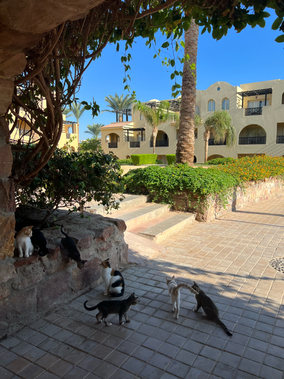 Фото Stella Gardens Resort & SPA