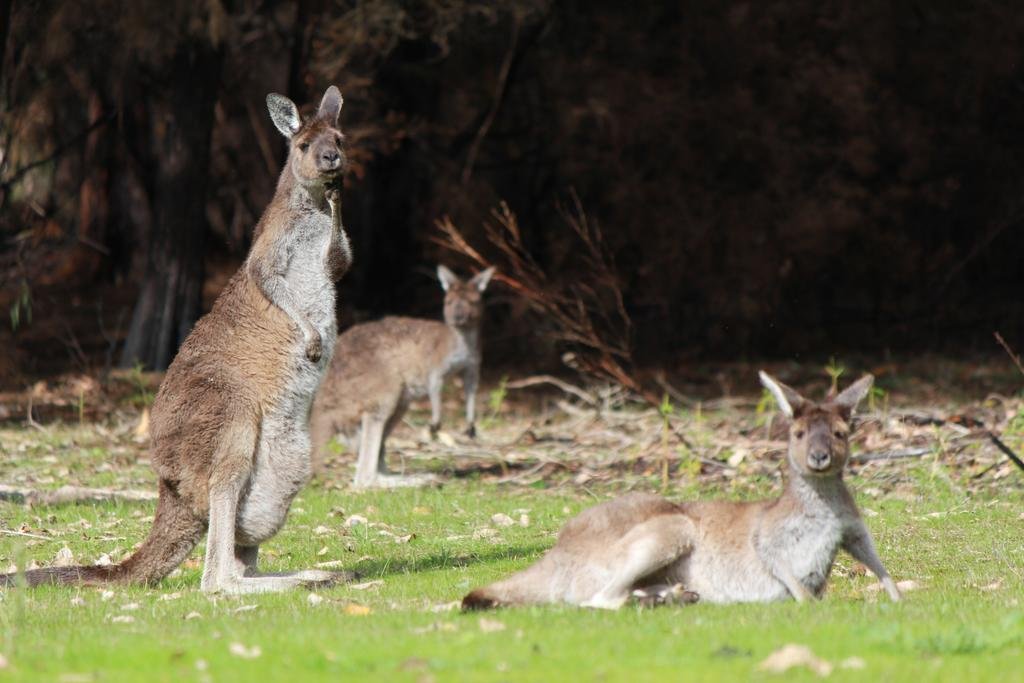 Фото Marima Cottages