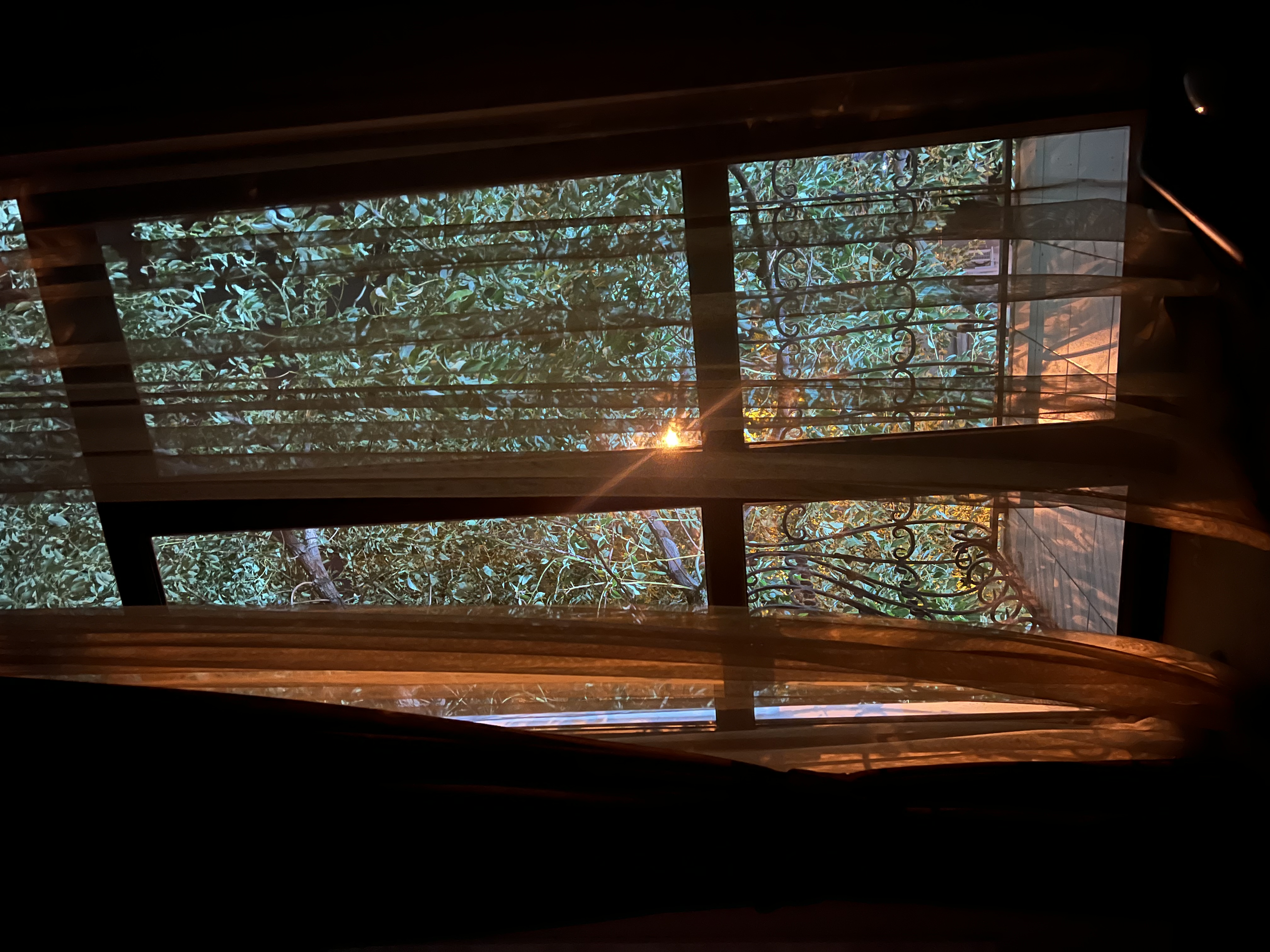 Фото Диоскурия