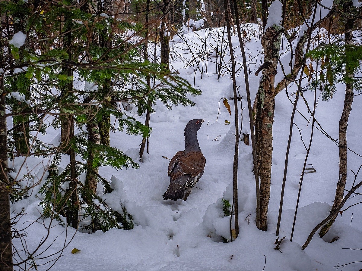 Фото Дом для отпуска Маслозеро