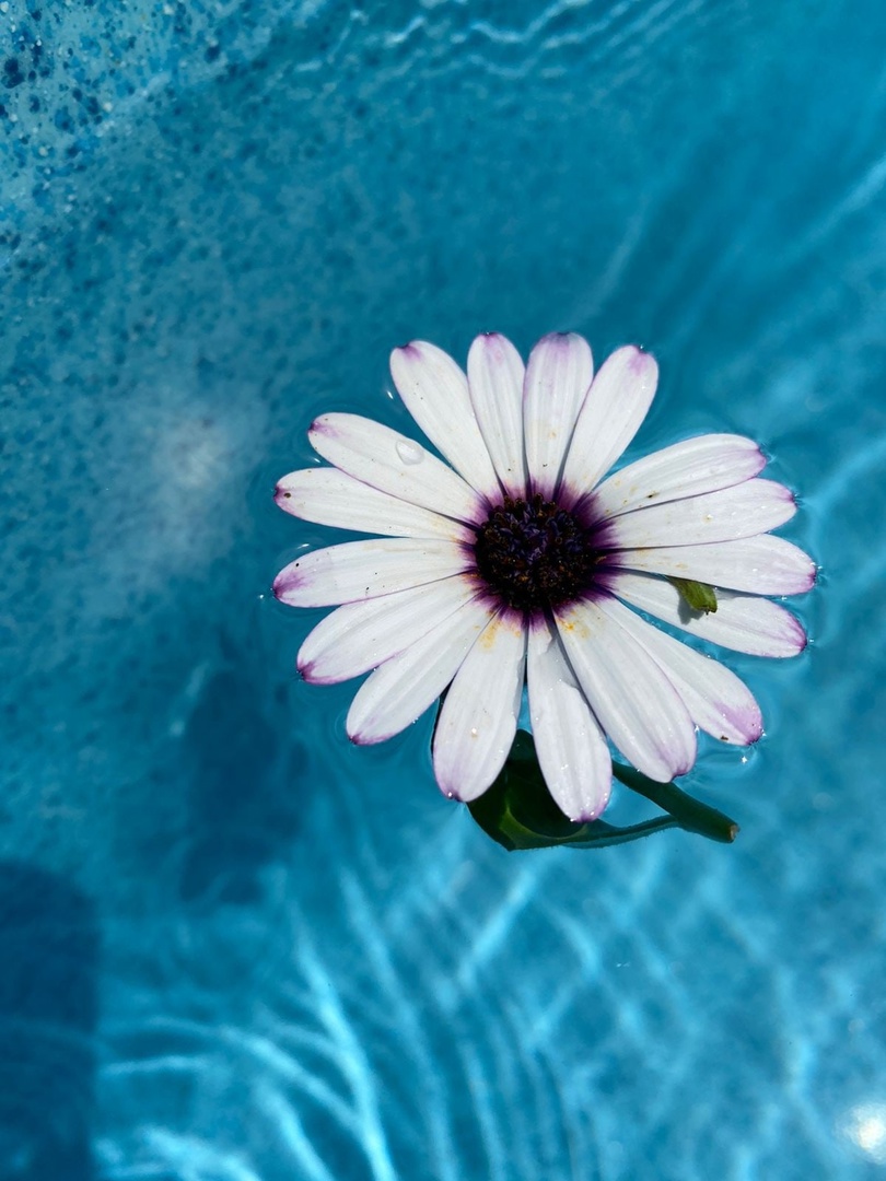 Фото Белая Березка