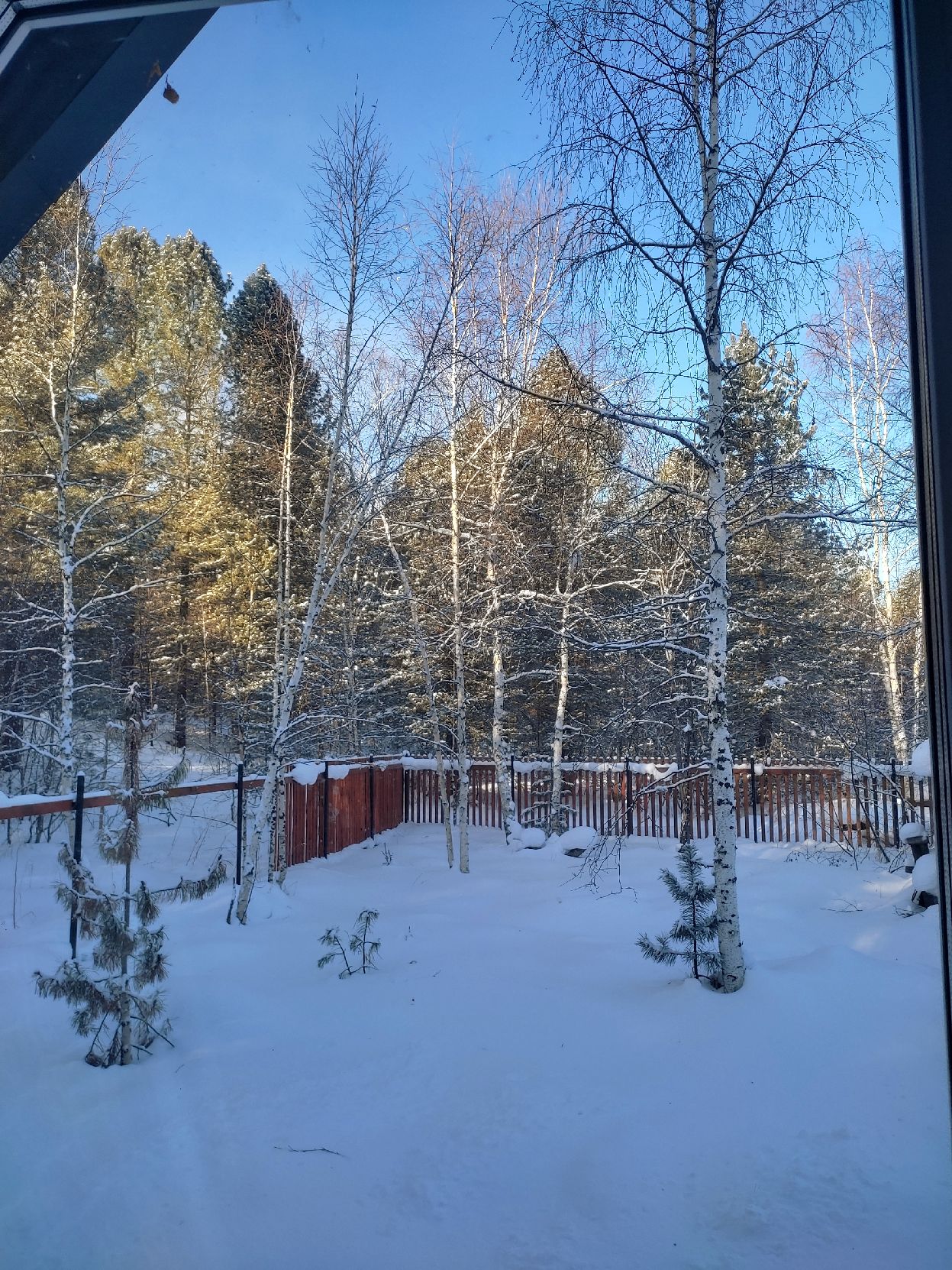 Фото Бурундуки