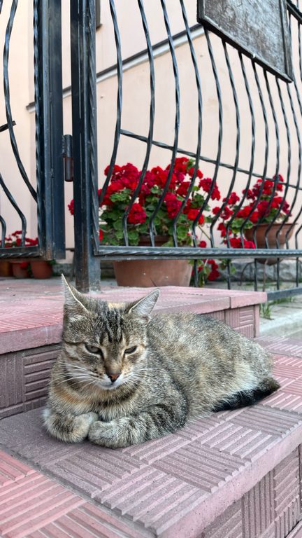 Фото Кривитеск