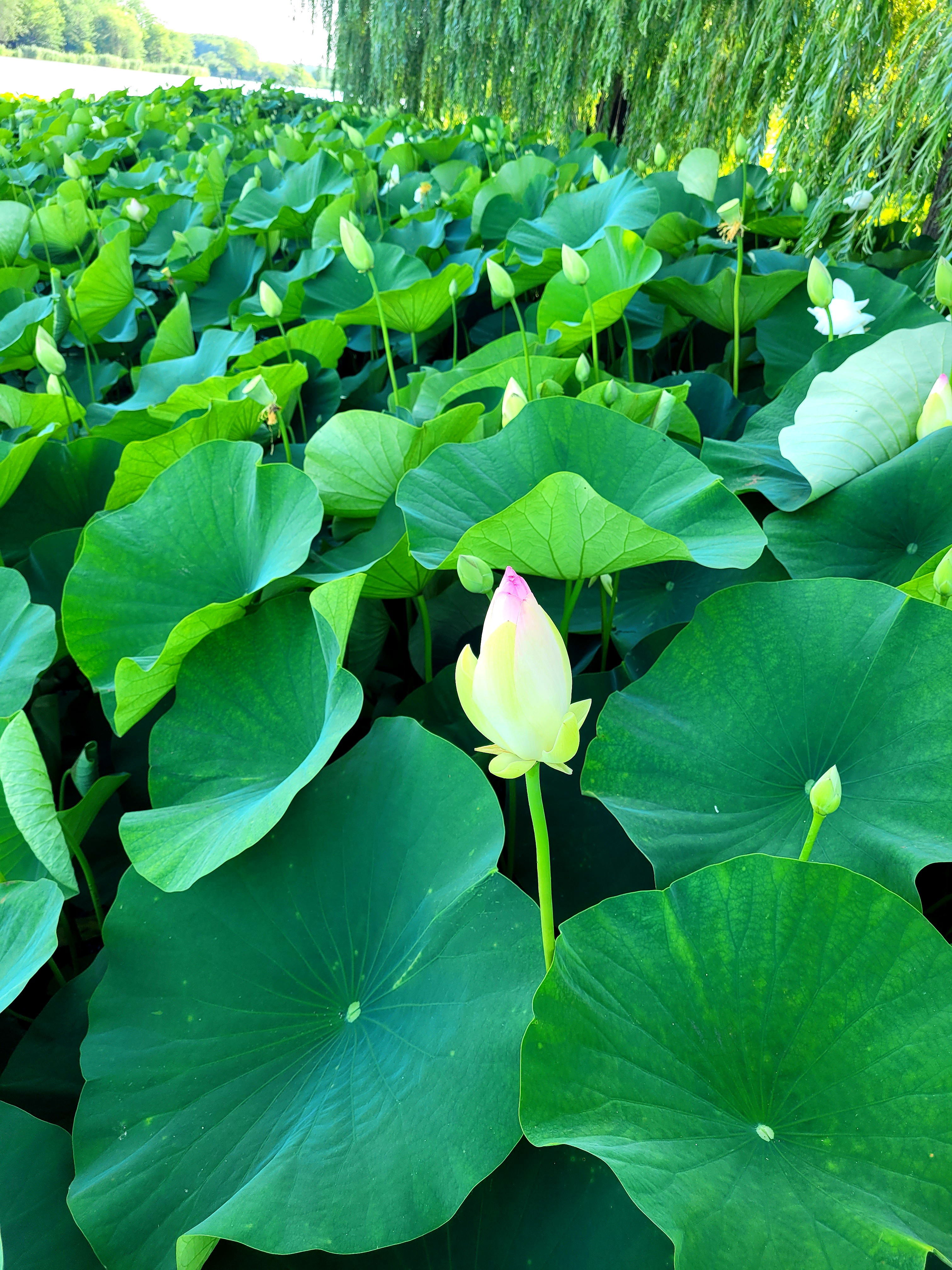 Фото Усадьба Фамилия