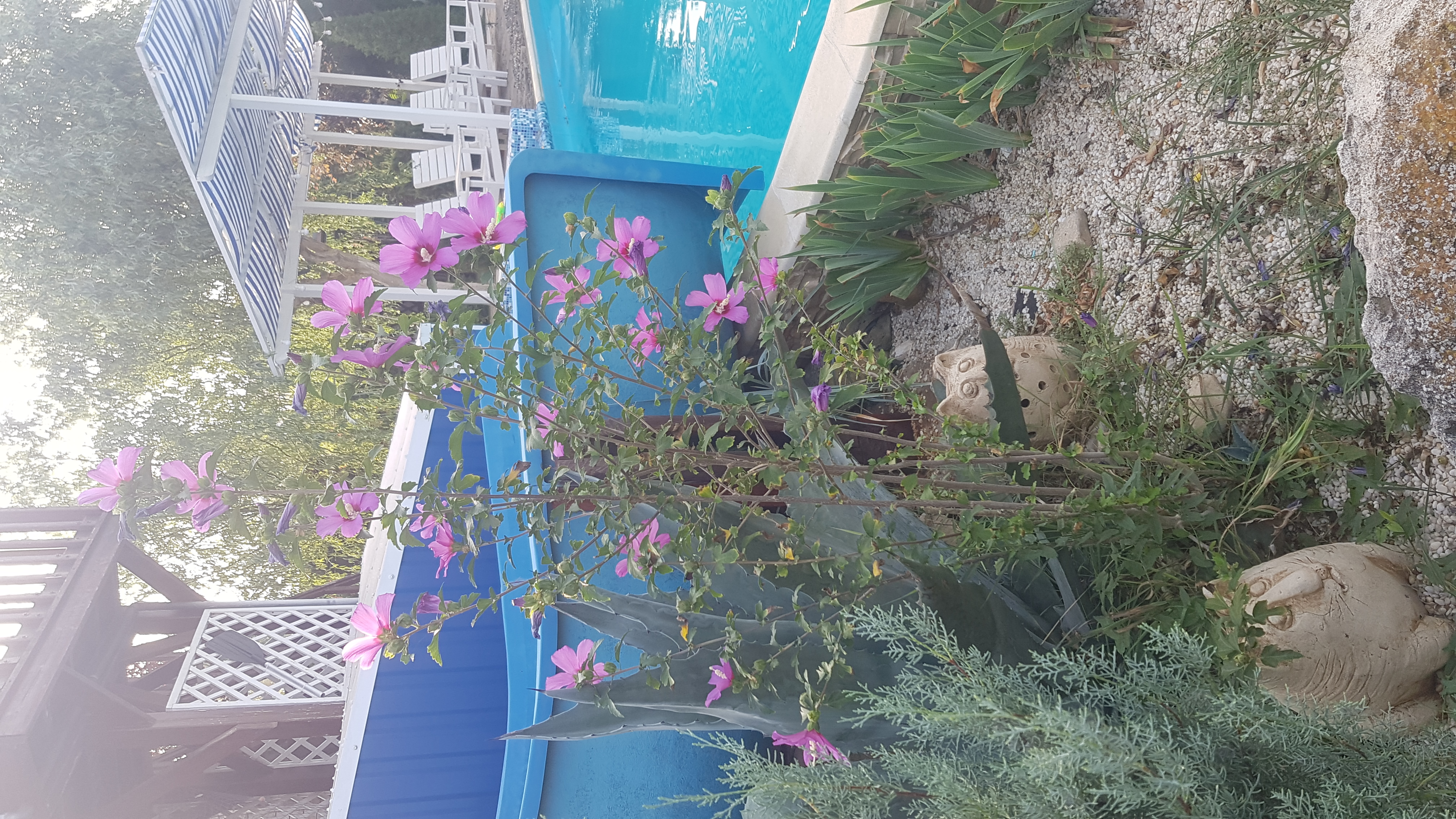 Фото Калипсо