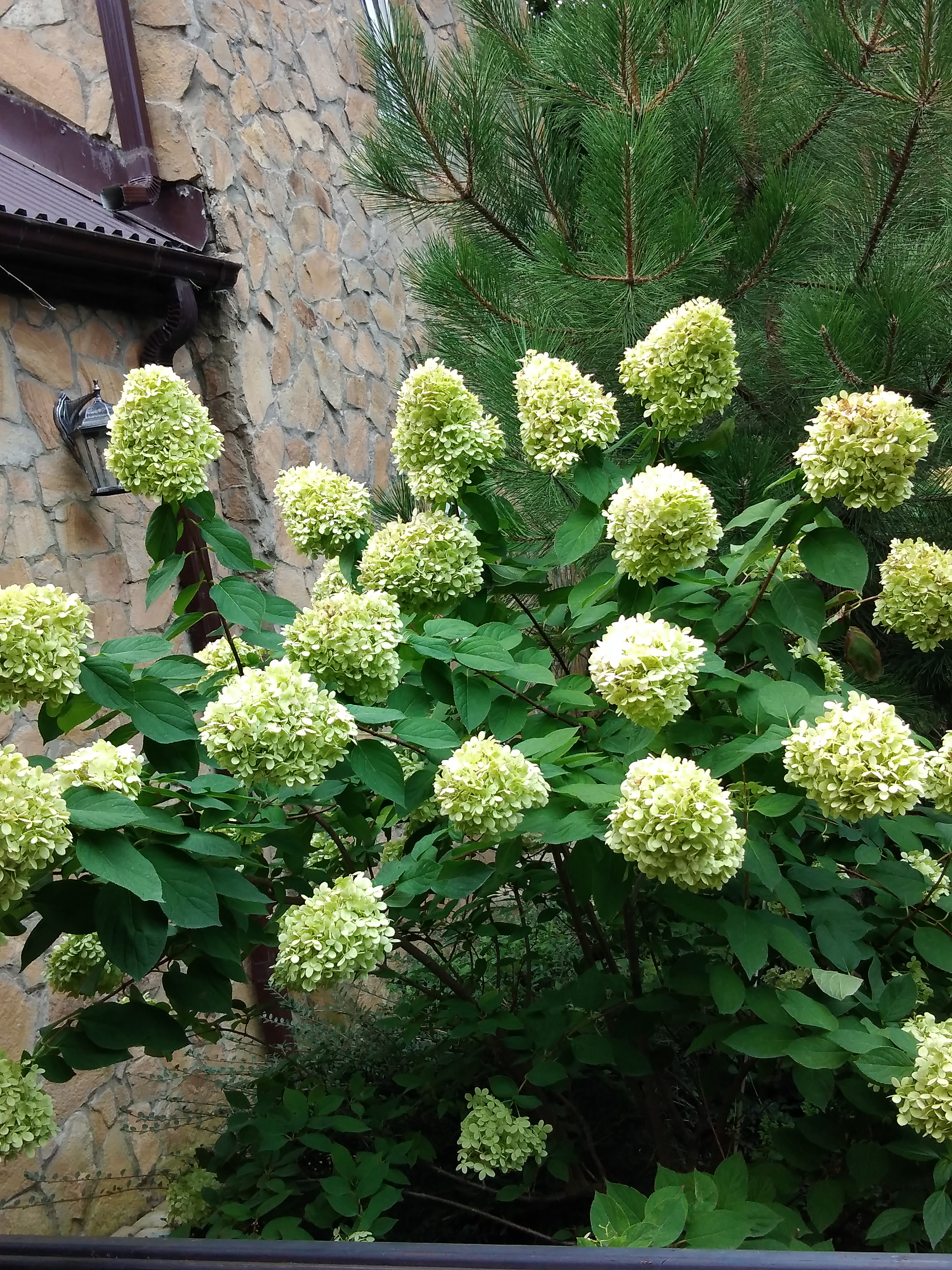 Фото Лесная сказка