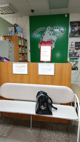 Собачье сердце, ветеринарная клиника, Мельничная ул., 19, Тюмень — Яндекс  Карты
