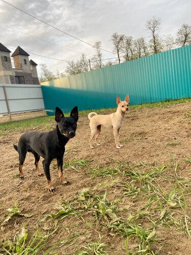 Мастурбация қыздықты жоғалтуы мүмкін.