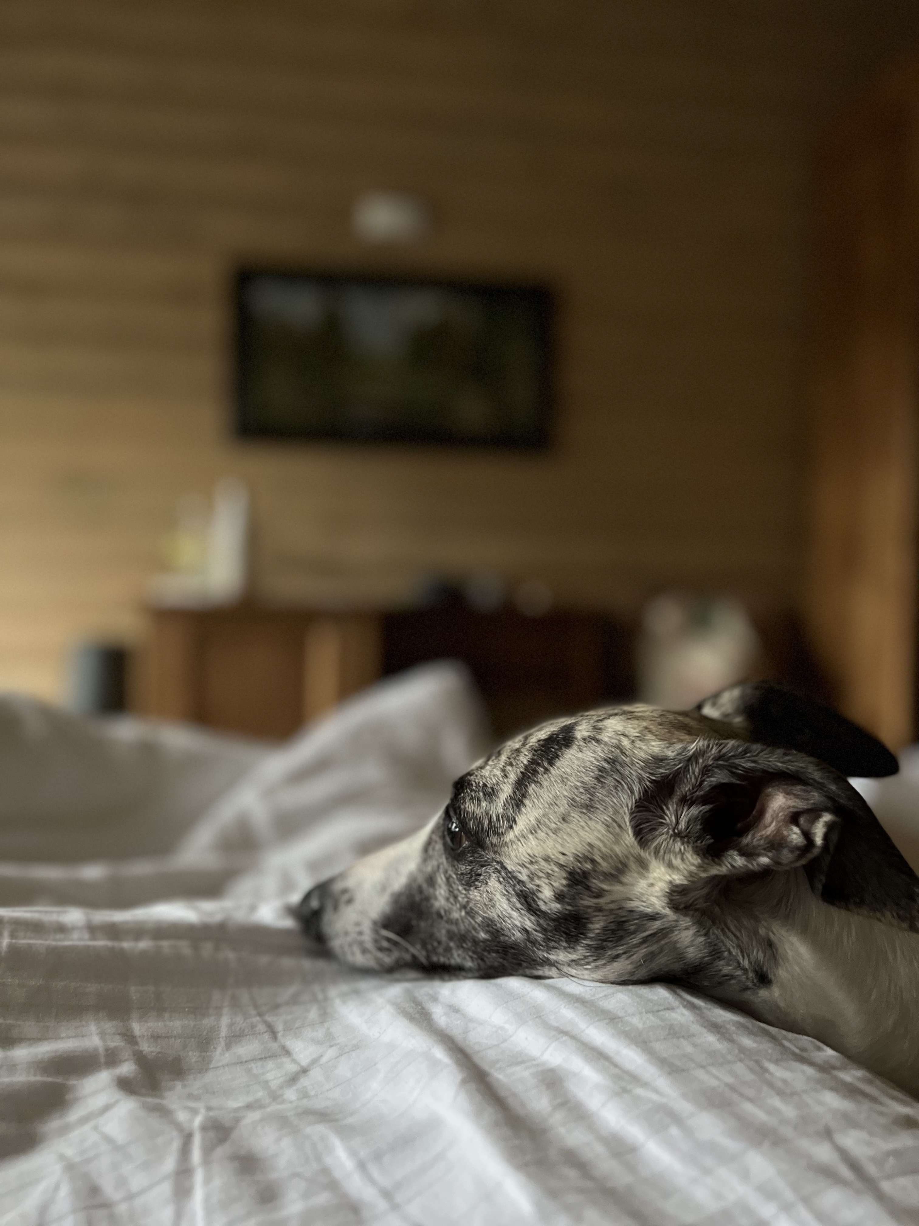 Фото Березки