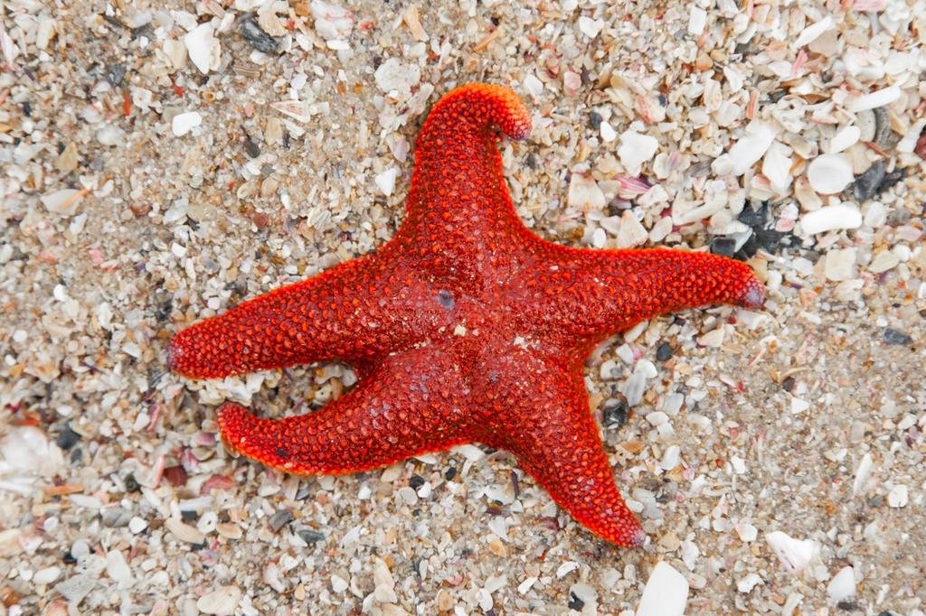 Фото Intle Game Lodge