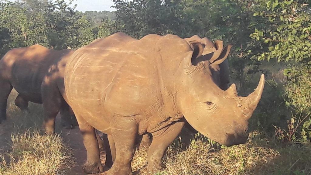 Фото Tasha Lodge