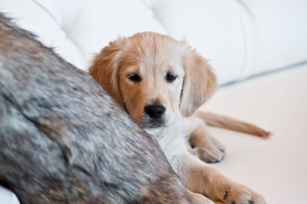 Фото Hotel Cristallo