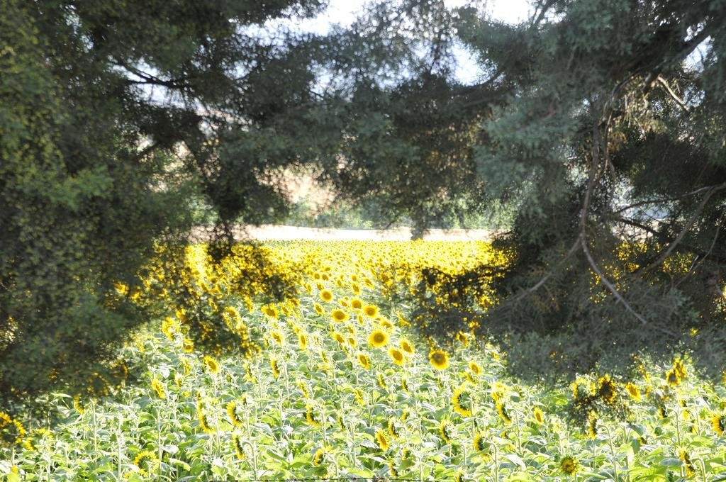 Фото Country House Binnella