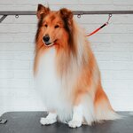 Wearegroomers (2, микрорайон Московский, Иваново), зоосалон, зоопарикмахерская в Иванове